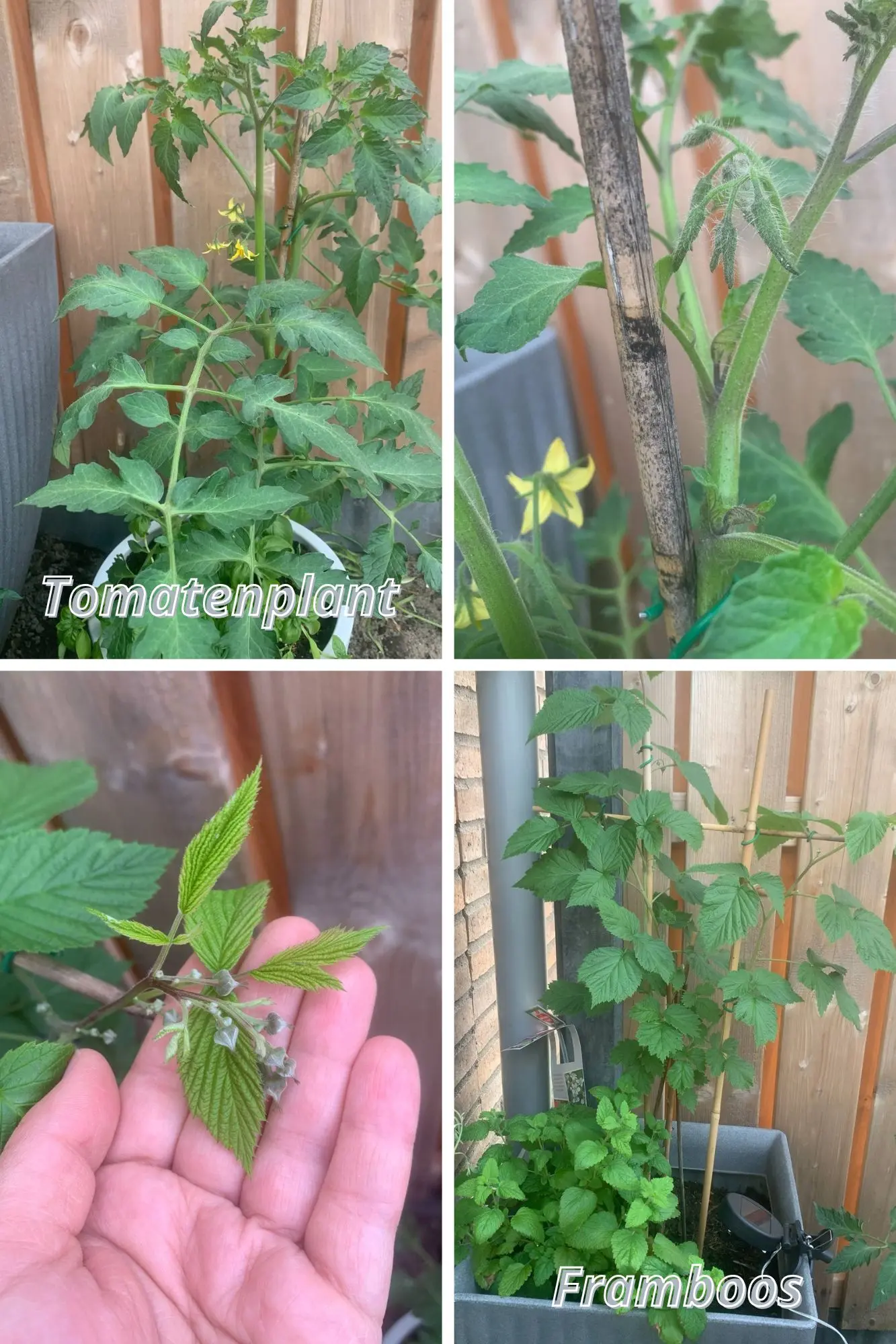 Tomatenplant