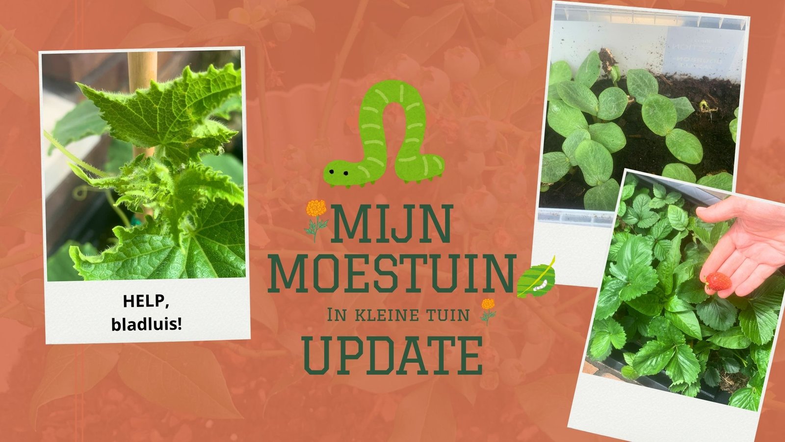 Mijn moestuin