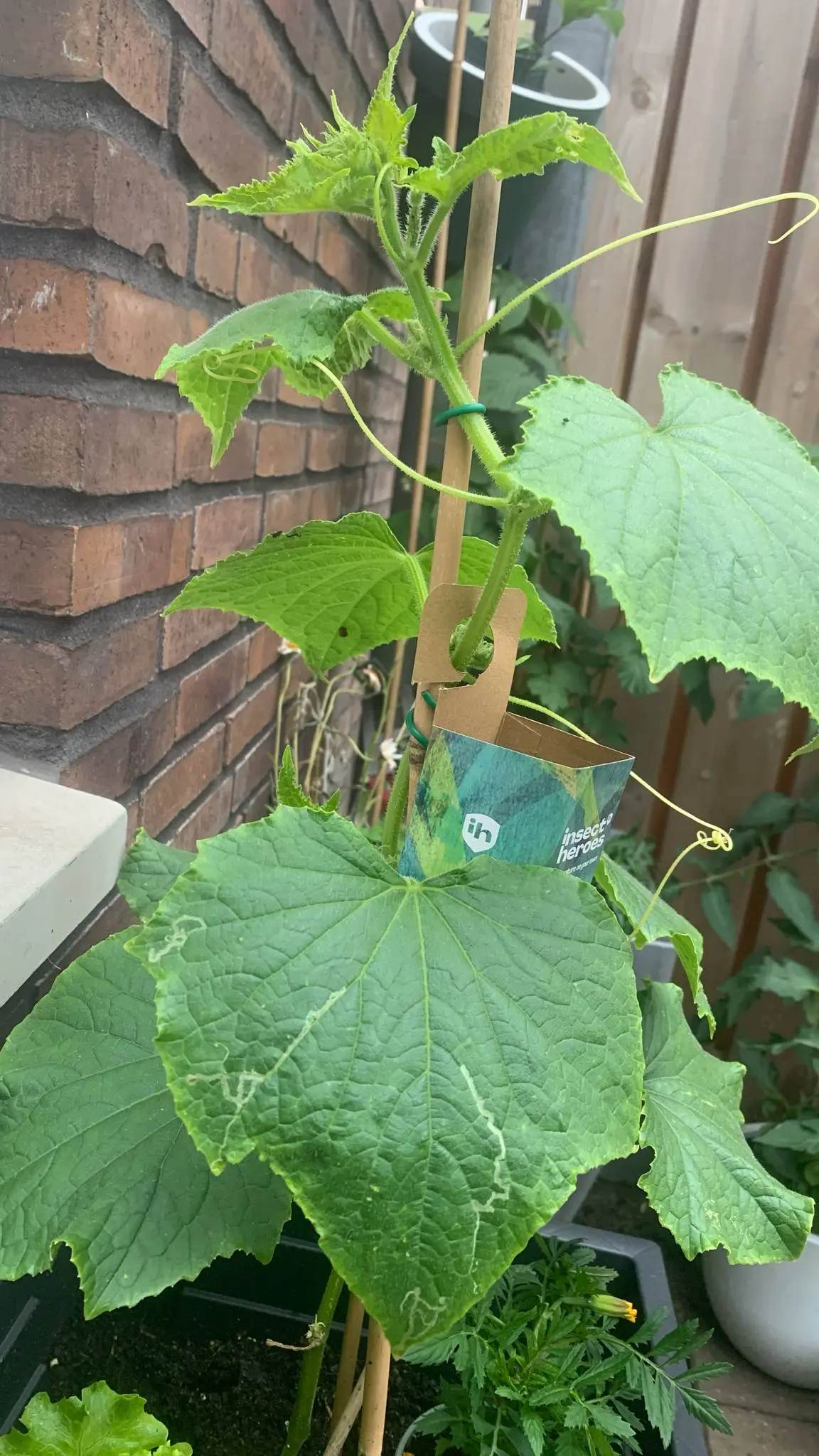 insect heroes op bladluis komkommerplant kookenbakrecepten.nl