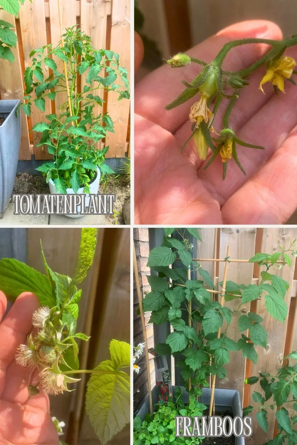 moestuin update 2