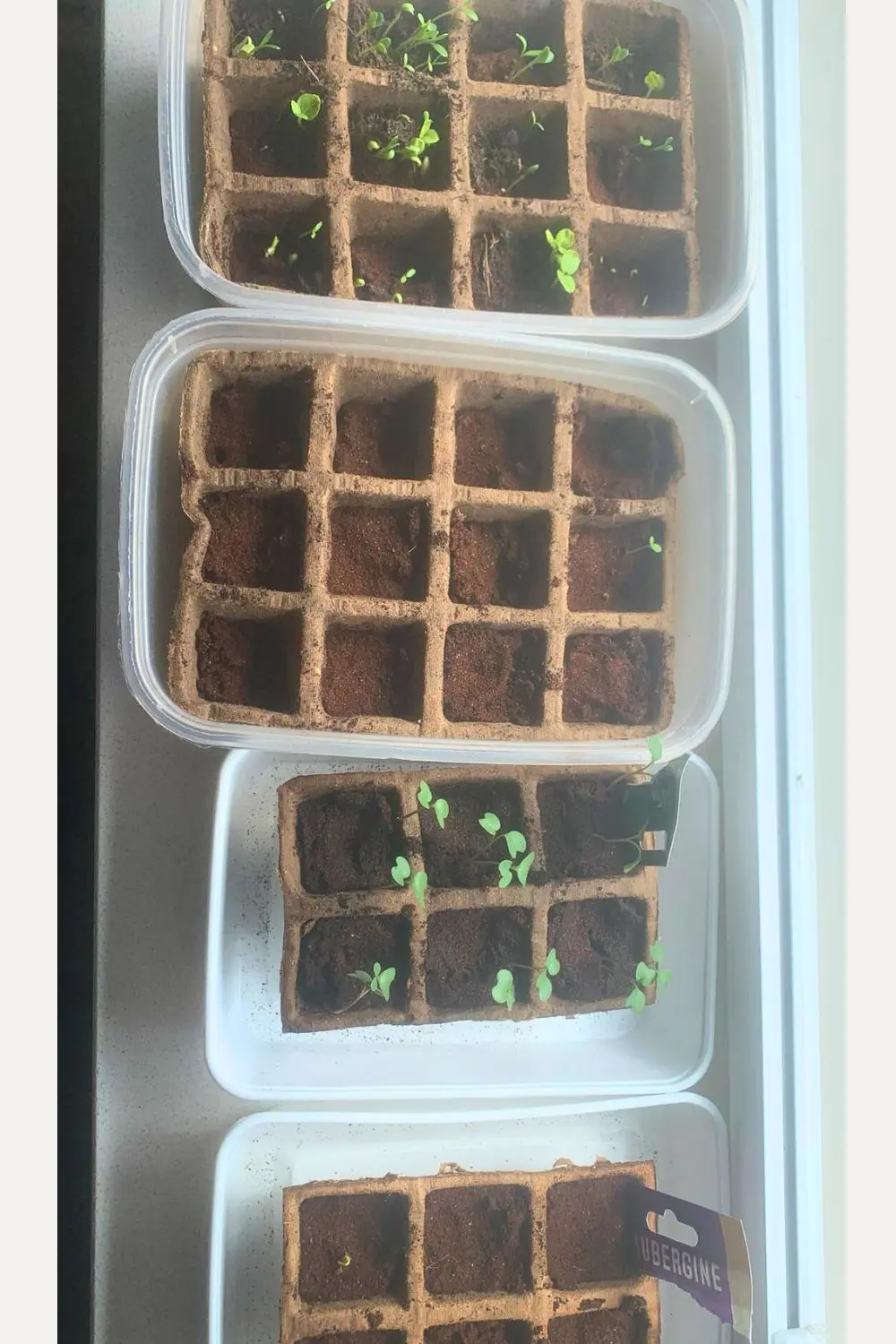 moestuin update zaaien